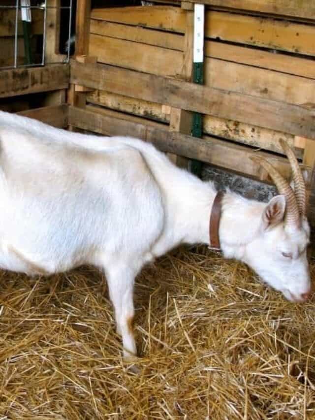 9 Signs Your Goat is in Labor Story