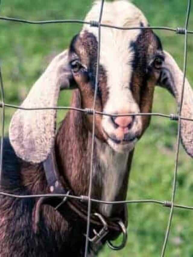 The Ultimate Guide to Breeding Goats Story