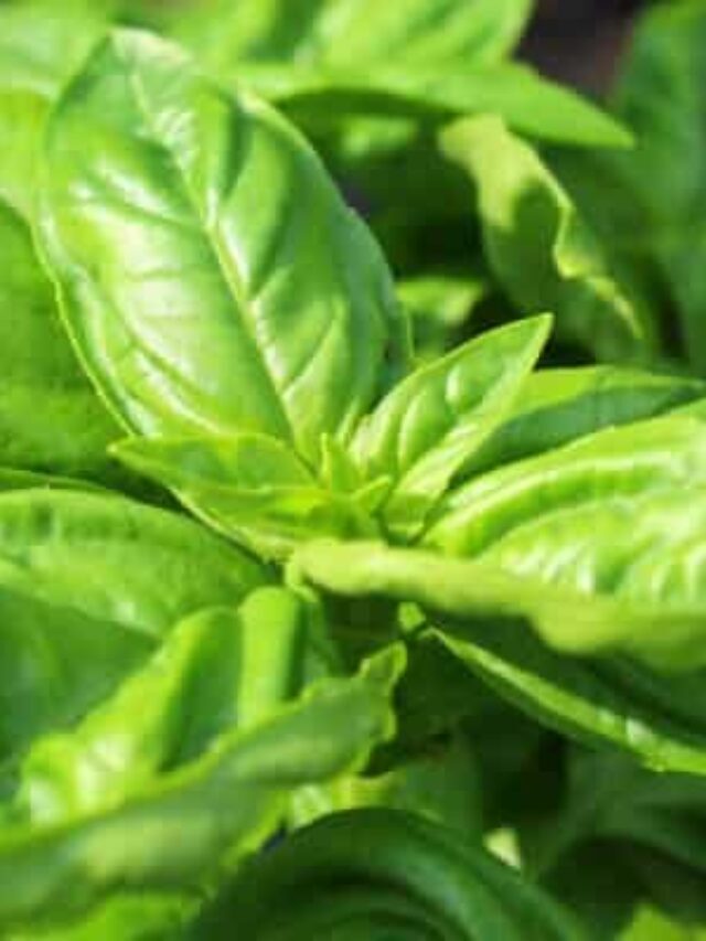 Grow the Best Basil Ever This Year!