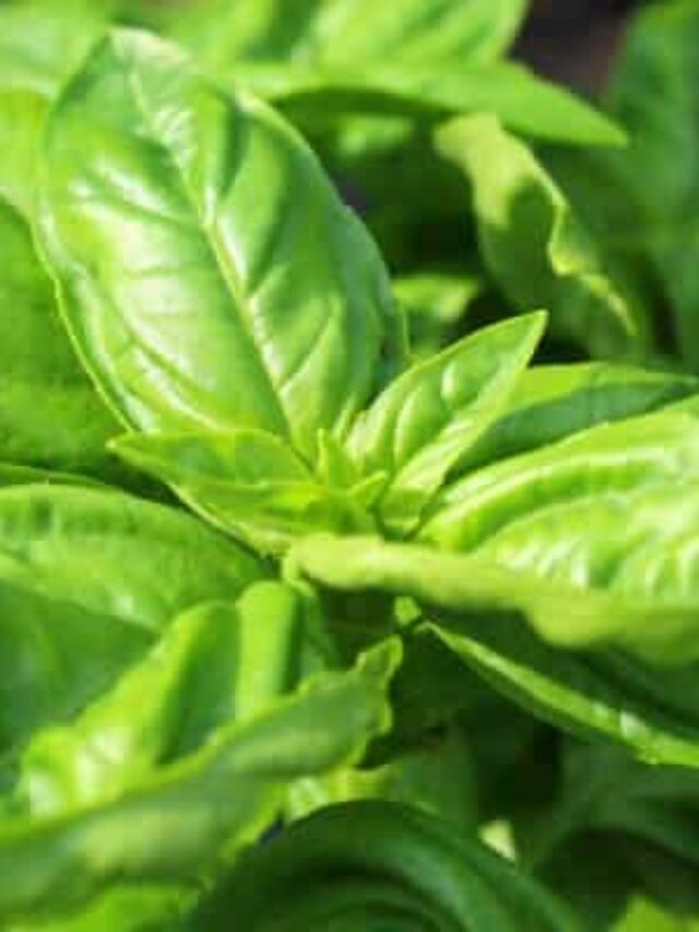 Growing Basil in Your Backyard Garden Story The Free Range Life®
