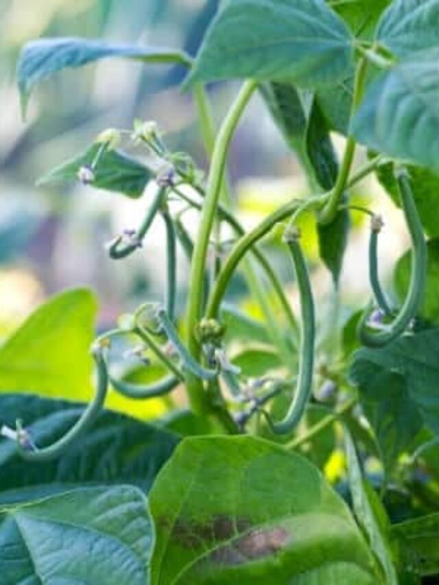 Growing Green Beans in Your Garden Seed to Harvest Story The Free