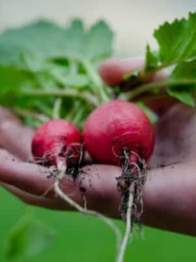 Growing Radishes in Your Garden: Seed to Harvest Story