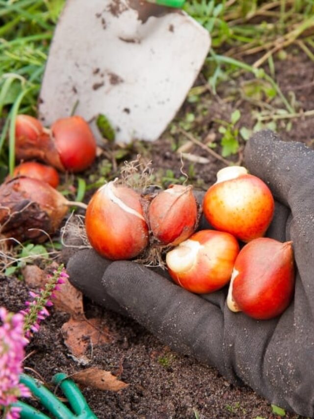 How to Grow Tulips from Bulbs Story