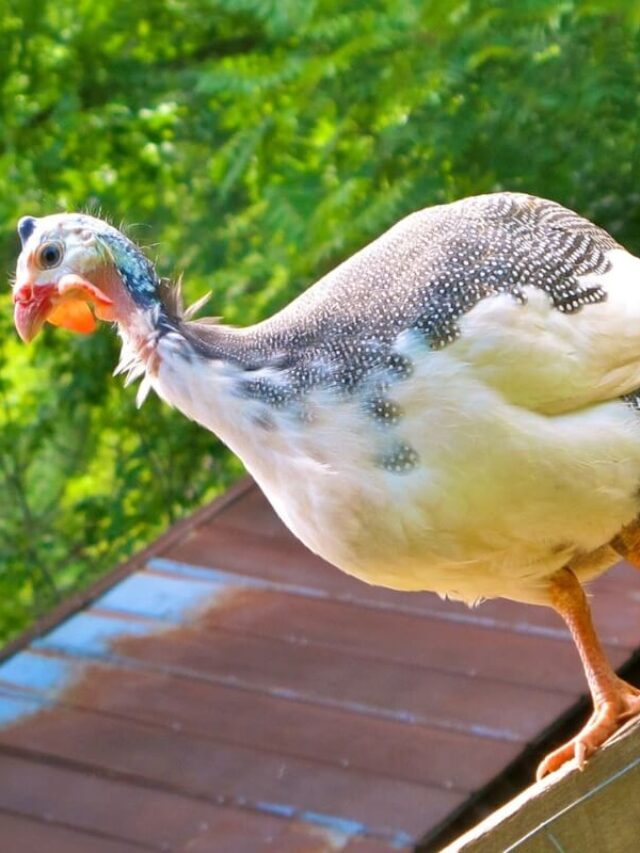 5 Reasons NOT to Own Guinea Fowl Story - The Free Range Life®