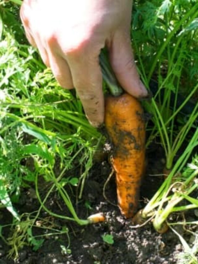 How to Grow Carrots from Seed- Everything You Need to Know Story
