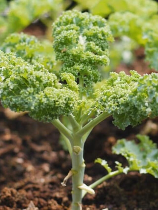 How to Grow Kale from Seed in Your Vegetable Garden Story