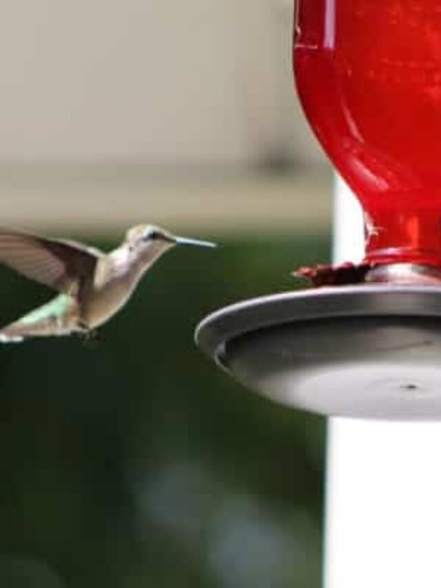 Easy Homemade Hummingbird Nectar Recipe Story
