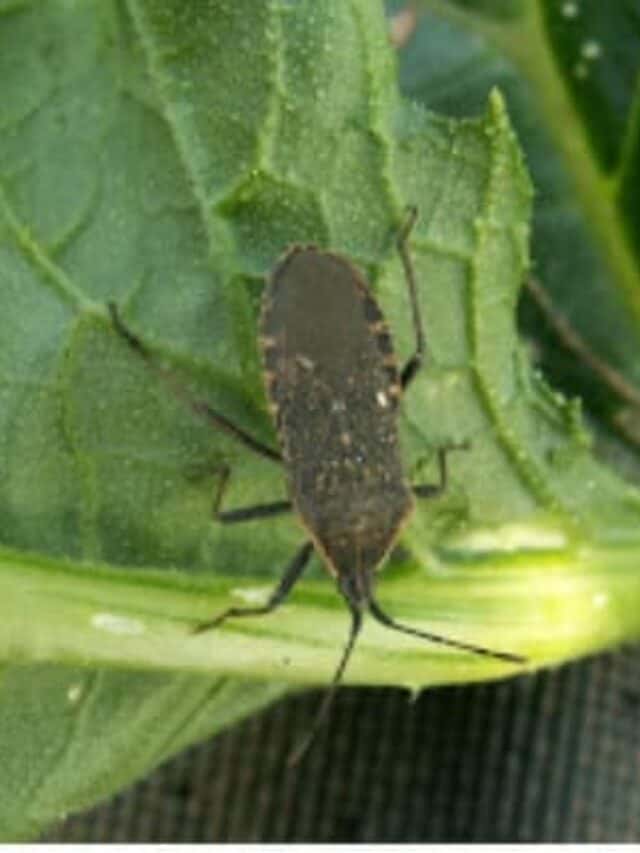 7 Ways to Get Rid of Squash Bugs in Your Garden- Naturally Story