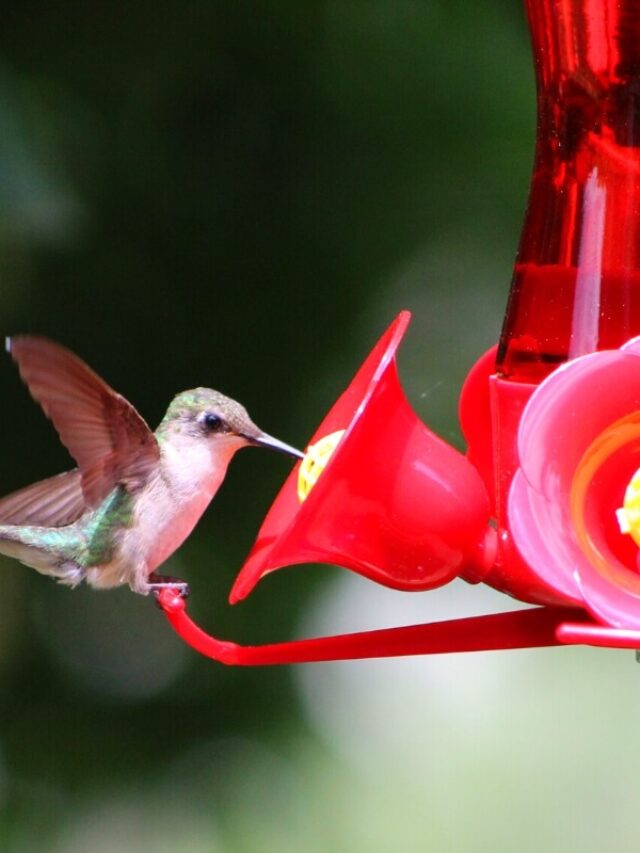 10 Expert Ways to Keep Ants Out of Your Hummingbird Feeder Story