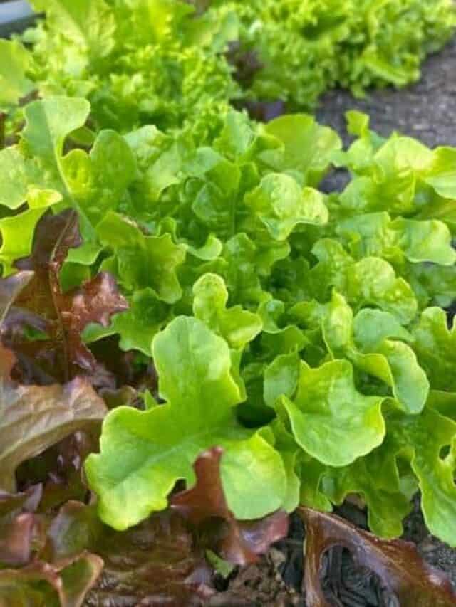 How to Grow Lettuce from Seed in Your Vegetable Garden Story The Free