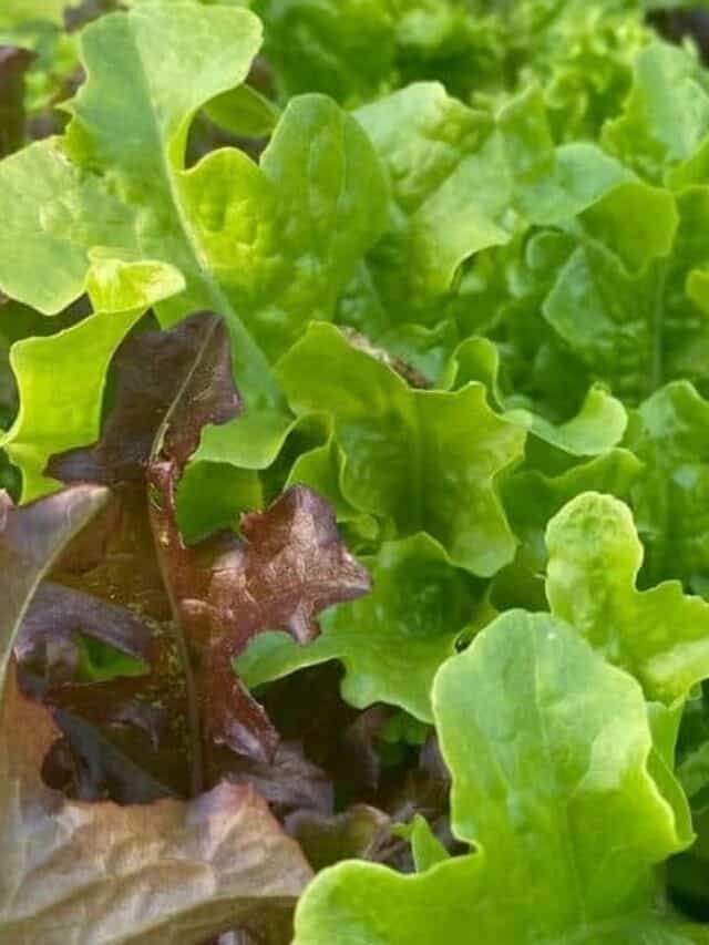 11 Vegetables You Can Plant BEFORE the Last Frost Story The Free