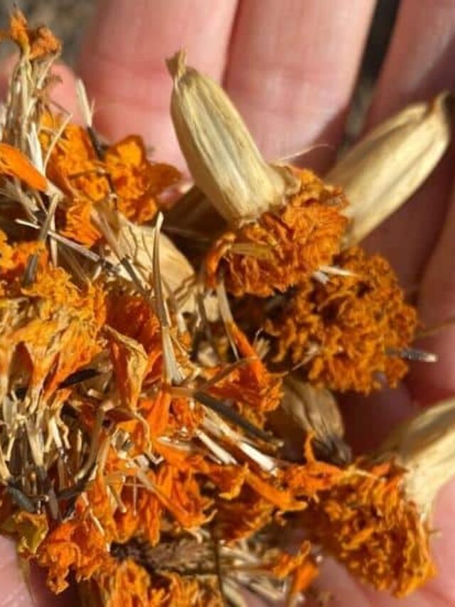 How to Save Marigold Seeds for Next Year Story