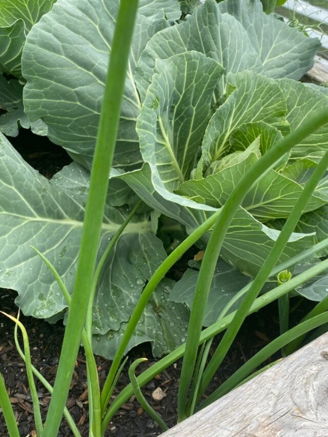 Best Cabbage Companion Plants in the Vegetable Garden Story The Free