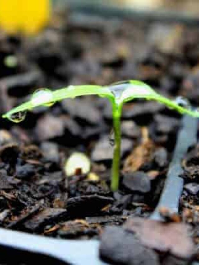 5 Tips for Starting Seeds Successfully Story