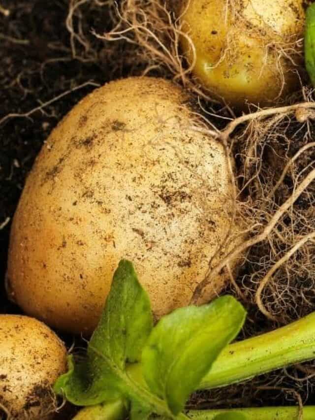 The Best Potato Companion Plants For Your Backyard Garden Story The Free Range Life® 9600