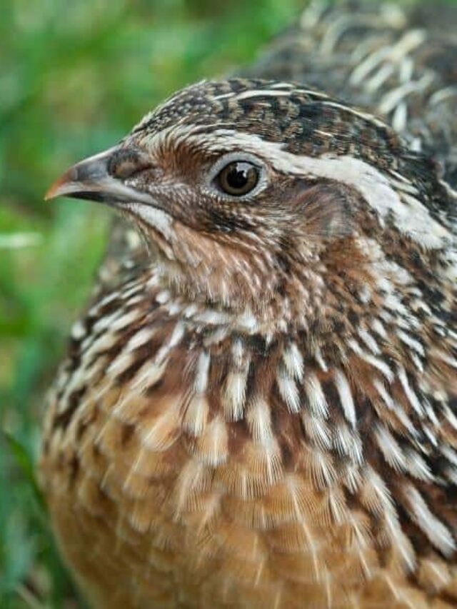 How to Raise Coturnix Quail on Your Small Homestead Story