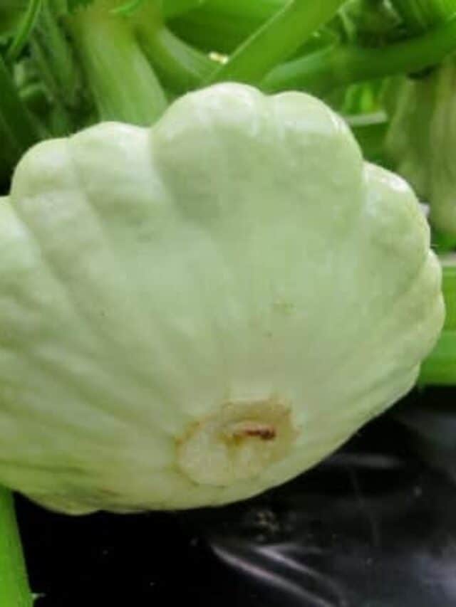 The Best Squash Companion Plants for Your Backyard Garden Story The