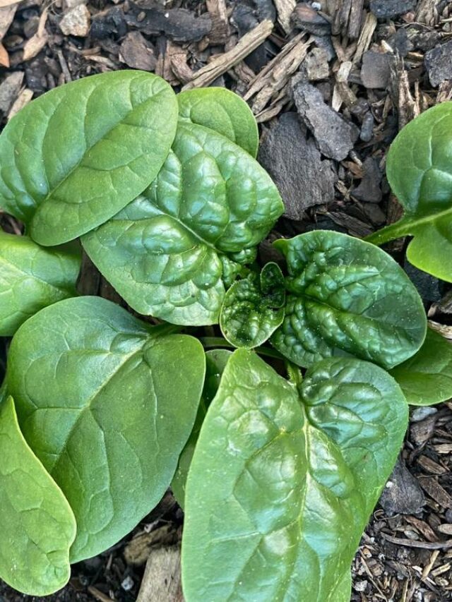 Growing Spinach in the Garden: From Seed to Harvest Story