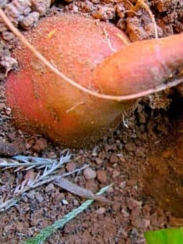 How To Grow Harvest And Use Sweet Potatoes Story The Free Range Life   Cropped Sweet Potato Ready To Harvest 1 