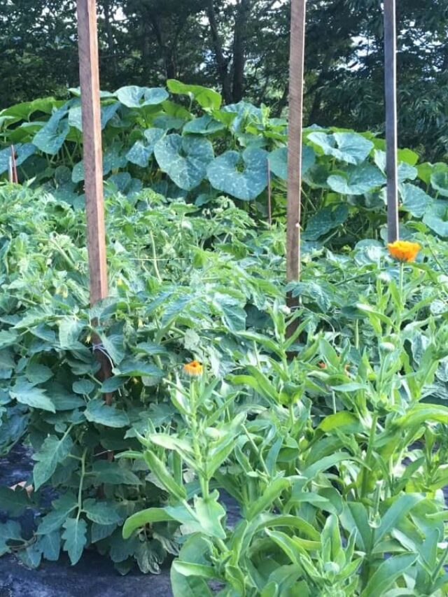 23 Tomato Growing Mistakes Made by Beginning Gardeners Story