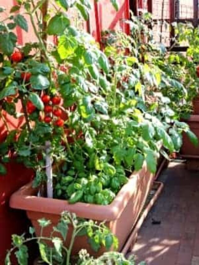 Crops You Can Grow in Containers on Your Deck or Balcony Story