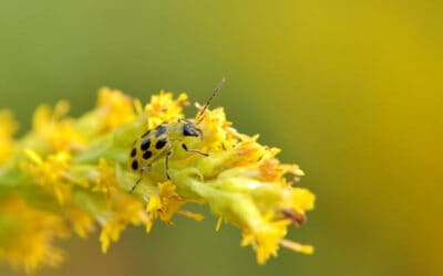 How to Control Cucumber Beetles Organically