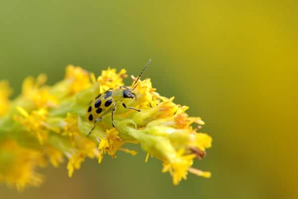 cucumber beetle on a flower