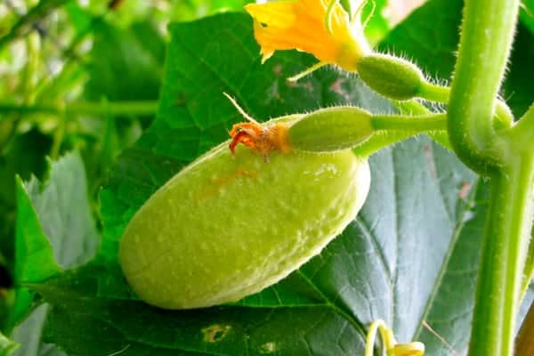 cucumber on vine