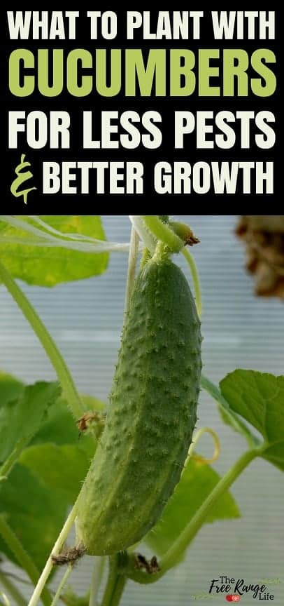 Vegetable Gardening Ideas: Do you have trouble with growing great cucumbers organically? Learn about which crops make great cucumber companion plants and which ones should be kept far away in the garden. 