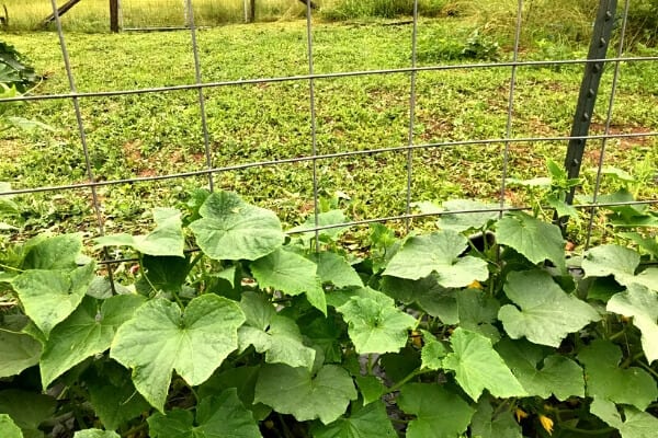 cucumber growing trellis