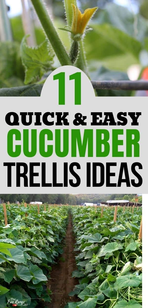 DIY Twine and Stake Trellis for Cucumber Vines