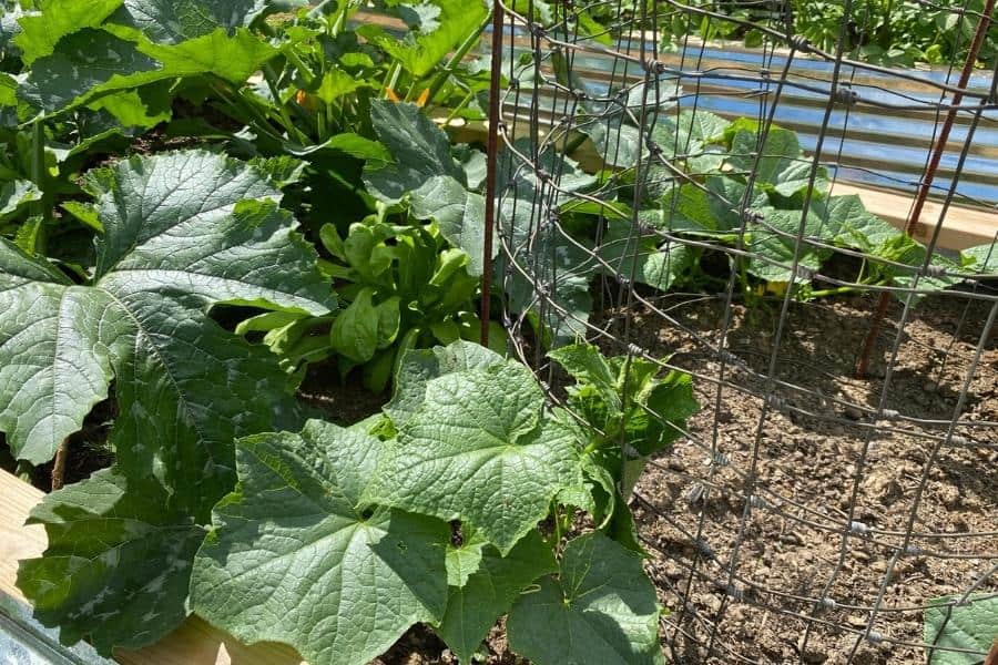 cucumber plant climbing up metal fencing