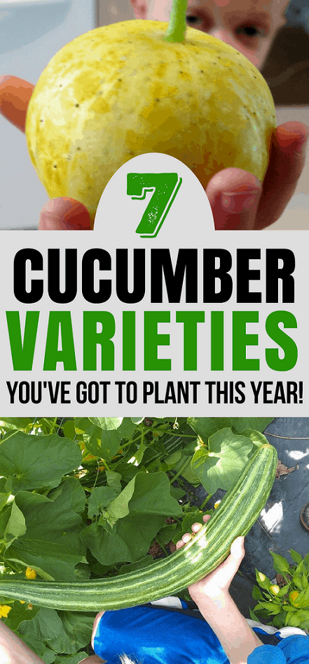 https://thefreerangelife.com/wp-content/uploads/cucumber-varieties.png