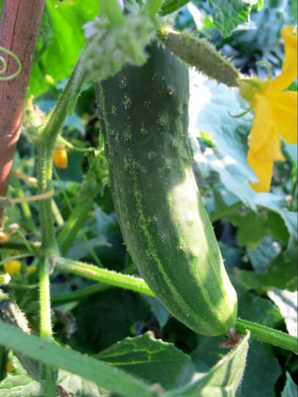 close up of green cucumber hanging on vine