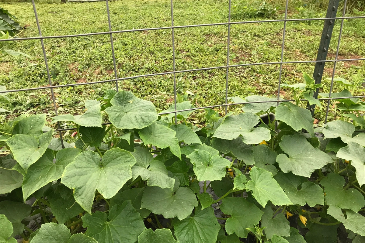 cucumbers climbing cattle panel