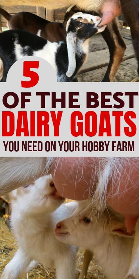 5 of the best dairy goat breeds for your hobby farm