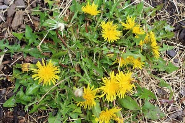 edible dandelion patch