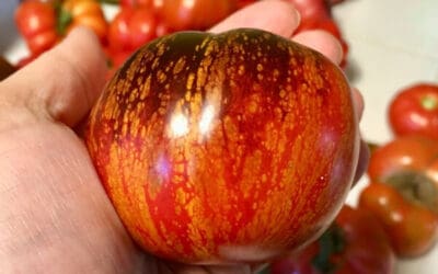 The Best Heirloom Tomato Varieties to Grow This Year