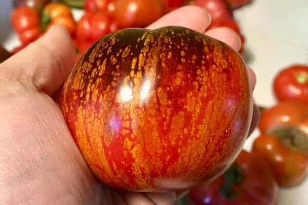 dark galaxy heirloom tomato being held in a hand