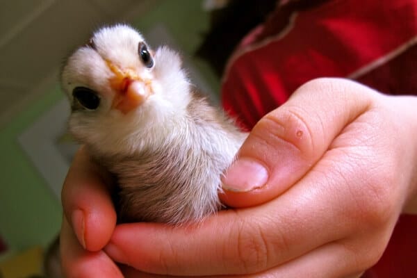 day old chicken being held in a child's hands