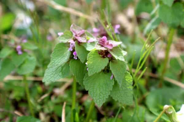 edible dead nettle