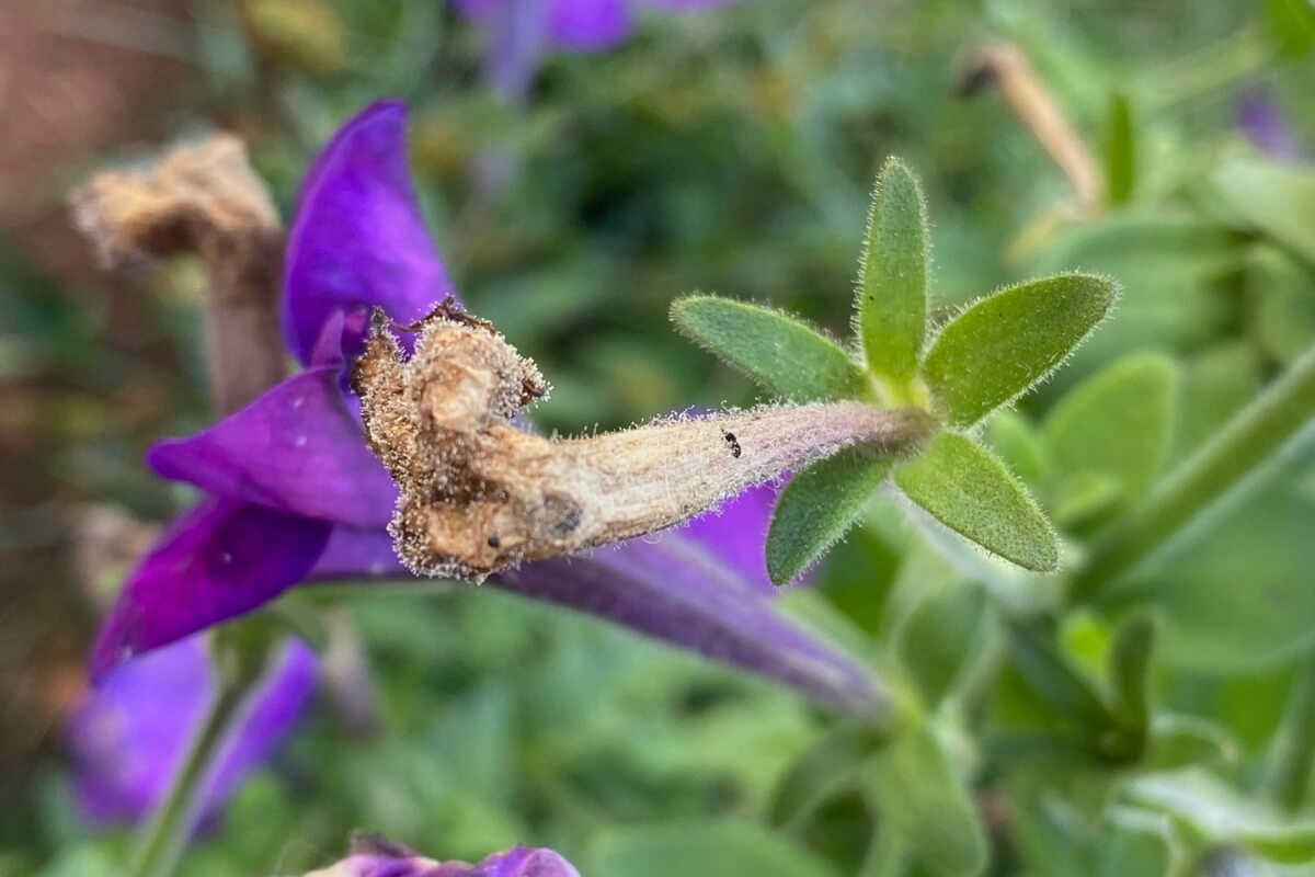 dead petunia blossom on plant