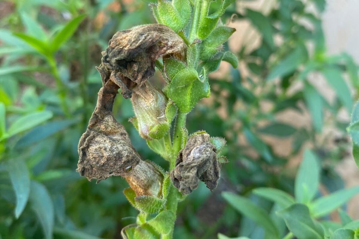 deadhead snapdragon blossoms 