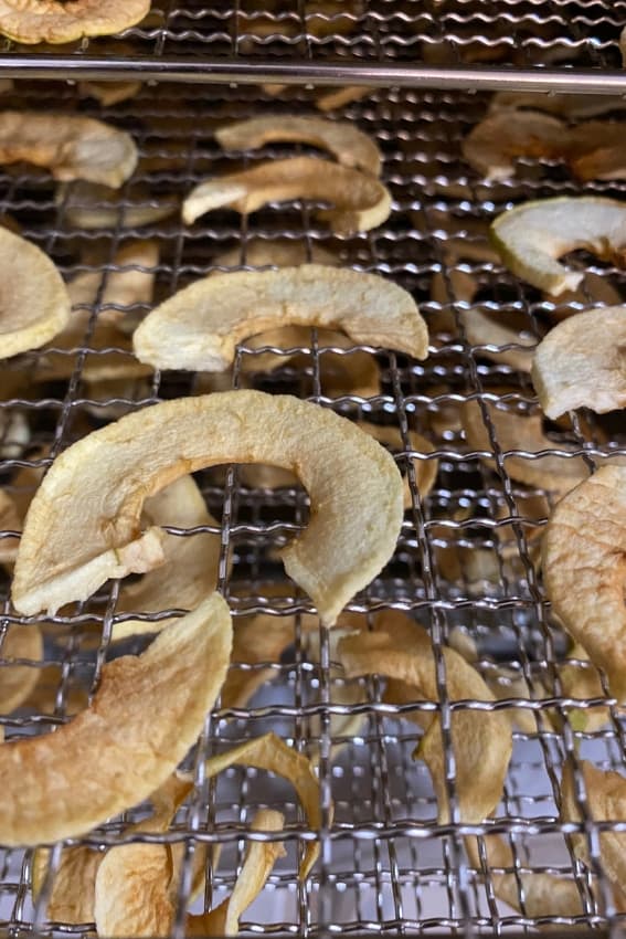 dehydrated apples on trays