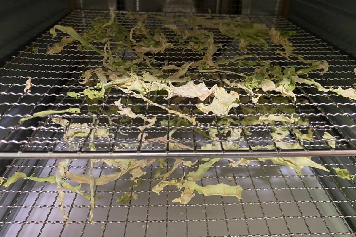 dehydrated cabbage on trays