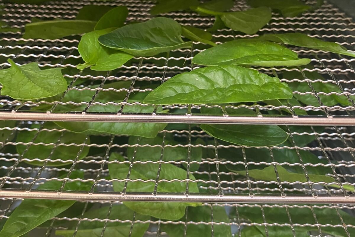 spinach in dehydrator ready to dry