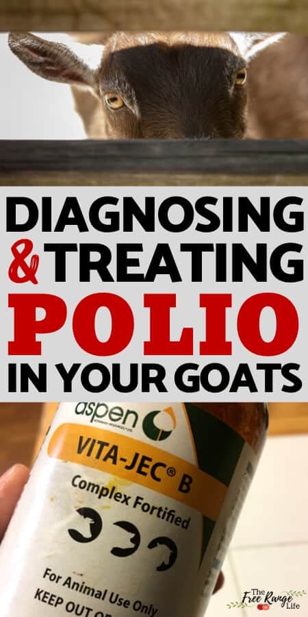 diagnosing and treating polio in your goats with a picture of a goat and bottle of forified vitamin b complex