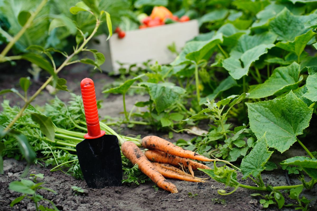 digging carrots in garden