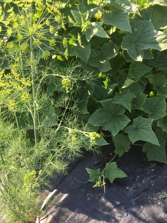 dill and cucumber plants growing together in garden