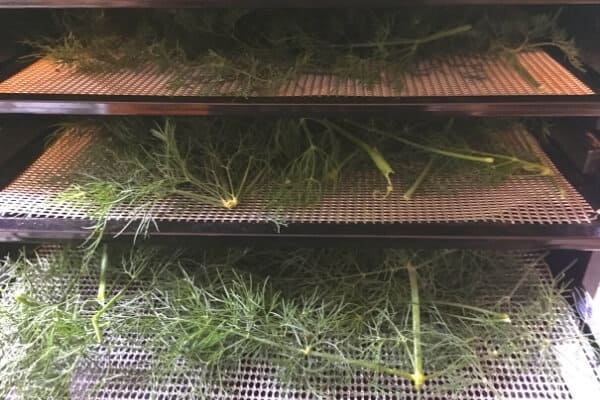 3 dehydrator trays of fresh dill ready to dry